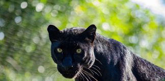 BIOPARC Valencia “llora” la pérdida de la emblemática pantera Mamba