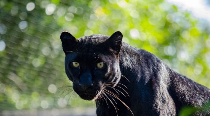 BIOPARC Valencia “llora” la pérdida de la emblemática pantera Mamba