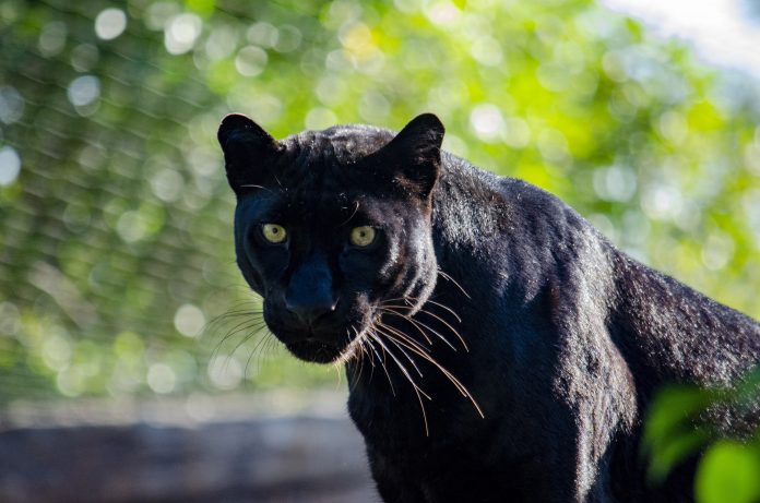 Pantera - leopardo negro BIOPARC Valencia