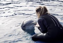 Un nuevo estudio para medir el bienestar animal a través de la piel de los delfines del Oceanogràfic Un estudio pionero valida un método no invasivo para medir el bienestar animal con la piel de los delfines del Oceanogràfic