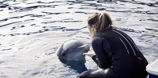 Un estudio pionero valida un método no invasivo para medir el bienestar animal con la piel de los delfines del Oceanogràfic