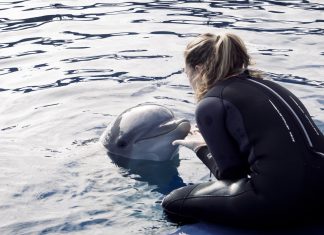 Un estudio pionero valida un método no invasivo para medir el bienestar animal con la piel de los delfines del Oceanogràfic