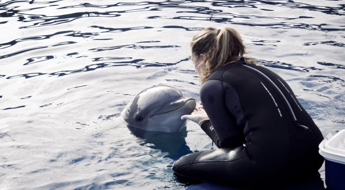 Un nuevo estudio para medir el bienestar animal a través de la piel de los delfines del Oceanogràfic Un estudio pionero valida un método no invasivo para medir el bienestar animal con la piel de los delfines del Oceanogràfic