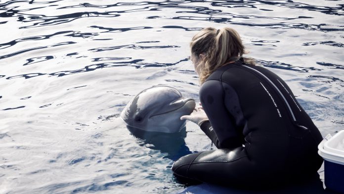 Un estudio pionero valida un método no invasivo para medir el bienestar animal con la piel de los delfines del Oceanogràfic