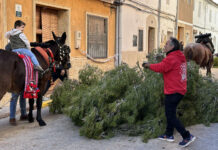 Comienzan los festejos populares y taurinos del Bou de Sant Antoni en Puçol Comienzan los festejos populares y taurinos del Bou de Sant Antoni