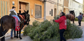 Comienzan los festejos populares y taurinos del Bou de Sant Antoni