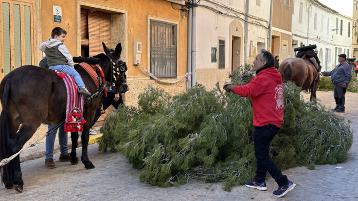 7TeleValencia - Puçol Comienzan los festejos populares y taurinos del Bou de Sant Antoni