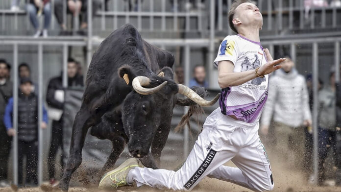 7teleValencia - Feria taurina plaza toros Puçol (4) La fira taurina d'hivern homenatja l'Escola de Tauromàquia i al «Peño»