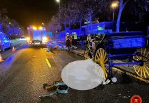Sacrifican a una yegua tras un accidente de tráfico en Valencia