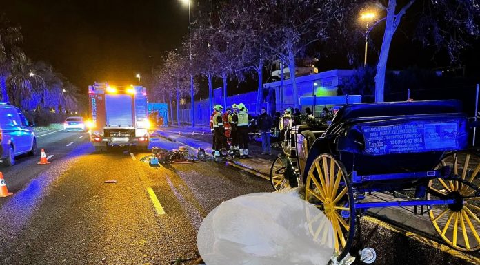Sacrifican a una yegua tras un accidente de tráfico en Valencia