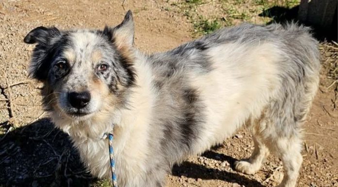 Kenzo es un perrito que ha sido maltratado y ahora busca familia