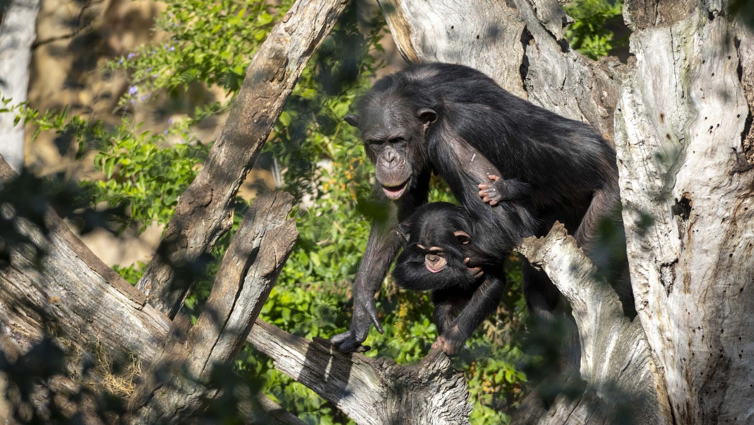 BIOPARC Valencia celebra su 18º aniversario reconocido internacionalmente como modelo de ocio “con causa”