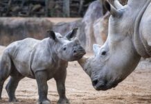 BIOPARC Valencia celebra su 18º aniversario reconocido internacionalmente como modelo de ocio “con causa” BIOPARC Valencia celebra su 18º aniversario reconocido internacionalmente como modelo de ocio “con causa”