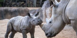 BIOPARC Valencia celebra su 18º aniversario reconocido internacionalmente como modelo de ocio “con causa”