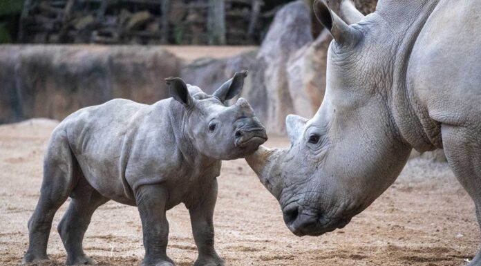 BIOPARC Valencia celebra su 18º aniversario reconocido internacionalmente como modelo de ocio “con causa” BIOPARC Valencia celebra su 18º aniversario reconocido internacionalmente como modelo de ocio “con causa”