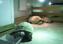 Así protege BIOPARC a sus animales frente a la ola de frío: calor, infusiones y atención especial a las crías BIOPARC Valencia intensifica ante el frío su protocolo para garantizar el máximo confort animal