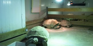 BIOPARC Valencia intensifica ante el frío su protocolo para garantizar el máximo confort animal