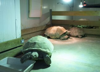 BIOPARC Valencia intensifica ante el frío su protocolo para garantizar el máximo confort animal