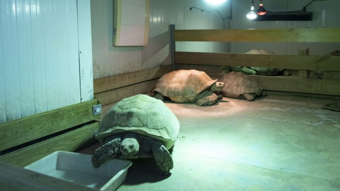 BIOPARC Valencia intensifica ante el frío su protocolo para garantizar el máximo confort animal