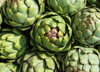 Les V Jornades Gastronòmiques ‘Assaboreix El Puig’ posen la carxofa com a protagonista La carxofa serà la protagonista en El Puig de Santa Maria