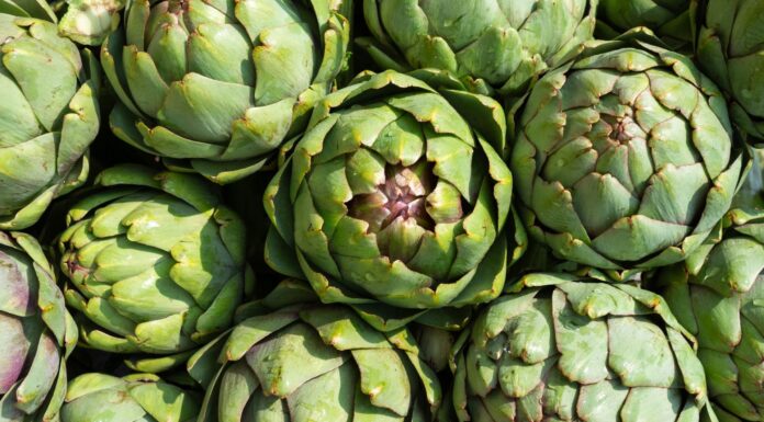 Les V Jornades Gastronòmiques ‘Assaboreix El Puig’ posen la carxofa com a protagonista La carxofa serà la protagonista en El Puig de Santa Maria