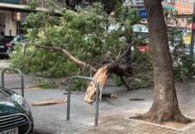 València suspende las actividades al aire libre por la alerta naranja y rachas de viento superiores a 110 km/h Caída de un árbol en la zona de Primado Reig de València