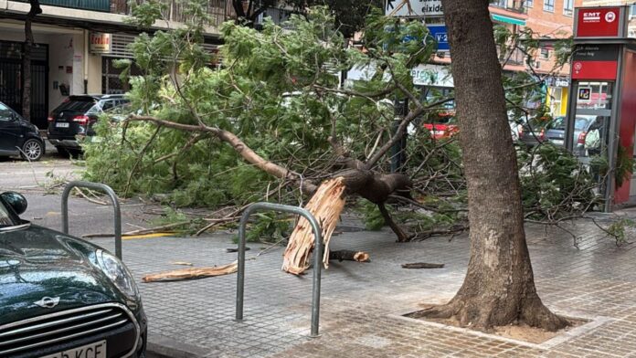 Caída de un árbol en la zona de Primado Reig de València