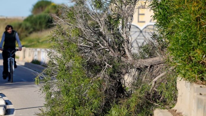 7televalencia borrasca nils viento Ana Escobar EFE Efecto del viento de la borrasca Nils. Ana Escobar (EFE)