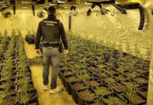 Desmantelan una plantación de 1.000 plantas de marihuana en Bétera Plantación de marihuana en Bétera