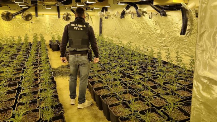 Plantación de marihuana en Bétera