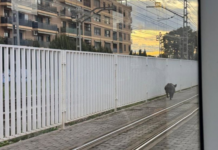 Un jabalí se cuela en el metro y retrasa dos líneas de Metrovalencia Un jabalí se cuela en el metro y retrasa dos líneas de Metrovalencia