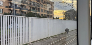 Un jabalí se cuela en el metro y retrasa dos líneas de Metrovalencia