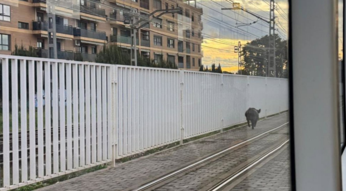 Un jabalí se cuela en el metro y retrasa dos líneas de Metrovalencia Un jabalí se cuela en el metro y retrasa dos líneas de Metrovalencia