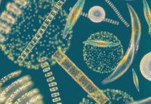 AIMPLAS participa en un proyecto para desarrollar 10 productos a base de algas para 5 sectores clave AIMPLAS participa en un proyecto para desarrollar 10 productos a base de algas para 5 sectores clave