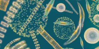 AIMPLAS participa en un proyecto para desarrollar 10 productos a base de algas para 5 sectores clave