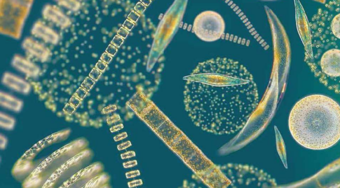 AIMPLAS participa en un proyecto para desarrollar 10 productos a base de algas para 5 sectores clave AIMPLAS participa en un proyecto para desarrollar 10 productos a base de algas para 5 sectores clave