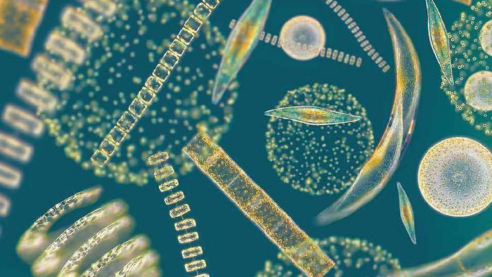 PORTADAS WEB (62) AIMPLAS participa en un proyecto para desarrollar 10 productos a base de algas para 5 sectores clave