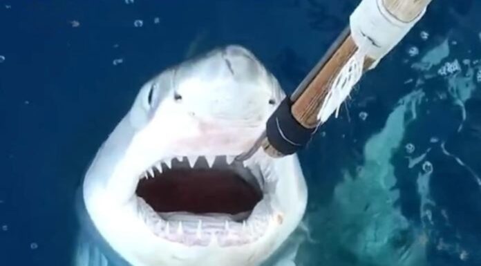 El tiburón blanco llega a las costas valencianas: ¿será normal verlos en nuestras playas?