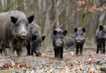 “El aumento de los accidentes de tráfico viene desde hace 10 o 15 años y el 80% de los causados por fauna son por jabalíes”, Lorena Martínez