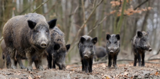 “El aumento de los accidentes de tráfico viene desde hace 10 o 15 años y el 80% de los causados por fauna son por jabalíes”, Lorena Martínez