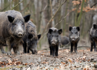 “El aumento de los accidentes de tráfico viene desde hace 10 o 15 años y el 80% de los causados por fauna son por jabalíes”, Lorena Martínez