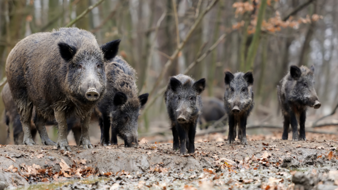 jabalis federacion caza “El aumento de los accidentes de tráfico viene desde hace 10 o 15 años y el 80% de los causados por fauna son por jabalíes”, Lorena Martínez