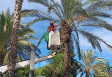 Paterna realitza la campanya anual de recollida de fruits i neteja Paterna realitza la campanya anual de recollida de fruits i neteja