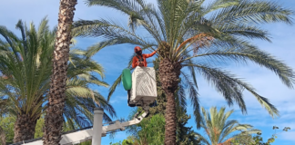 Paterna realitza la campanya anual de recollida de fruits i neteja