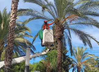 Paterna realitza la campanya anual de recollida de fruits i neteja