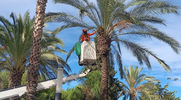 Paterna realitza la campanya anual de recollida de fruits i neteja