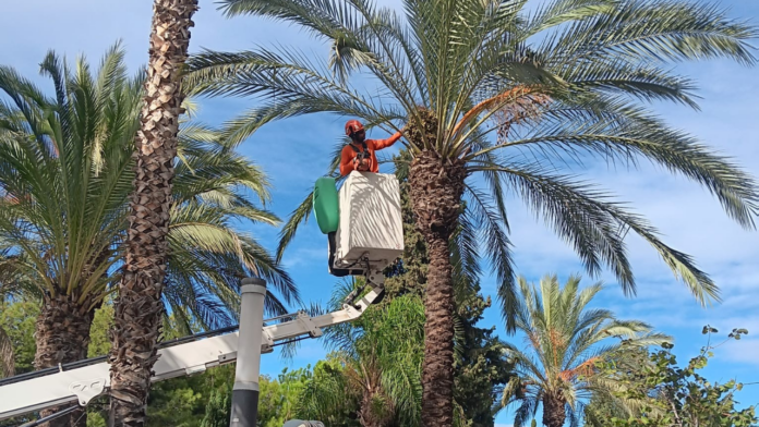 7televalencia-paterna-realitza-campanya-anual-recollida-fruits-neteja Paterna realitza la campanya anual de recollida de fruits i neteja