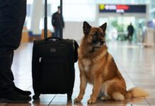 Pasaporte animal obligatorio: esta es la nueva normativa para viajar con mascotas Un viajero con su mascota en un aeropuerto pasaporte