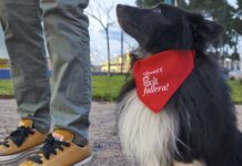 Quart de Poblet blinda els seus parcs infantils i pipicans com a zones lliures de foc durant les Falles 2026 L’Àrea de Benestar Animal de Quart de Poblet reparteix mocadors identificatius per als gossos.