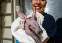 La cría del rarísimo cerdo hormiguero de Bioparc ya puede verse